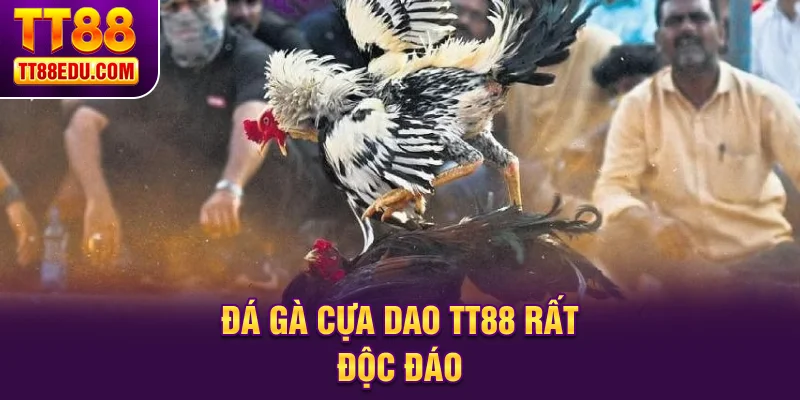 Đ&aacute; g&agrave; cựa dao TT88 rất độc đ&aacute;o