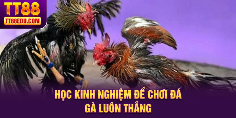 Học kinh nghiệm để chơi đ&aacute; g&agrave; lu&ocirc;n thắng
